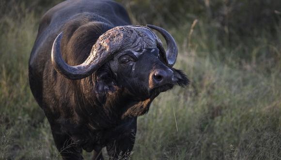Cazador experto muere tras embestida de un búfalo en Argentina