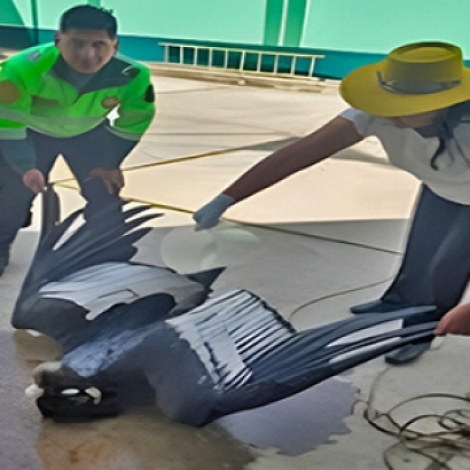 7d0739c3701a70c254b8ea919bf4c1a7_L