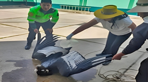 7d0739c3701a70c254b8ea919bf4c1a7_L