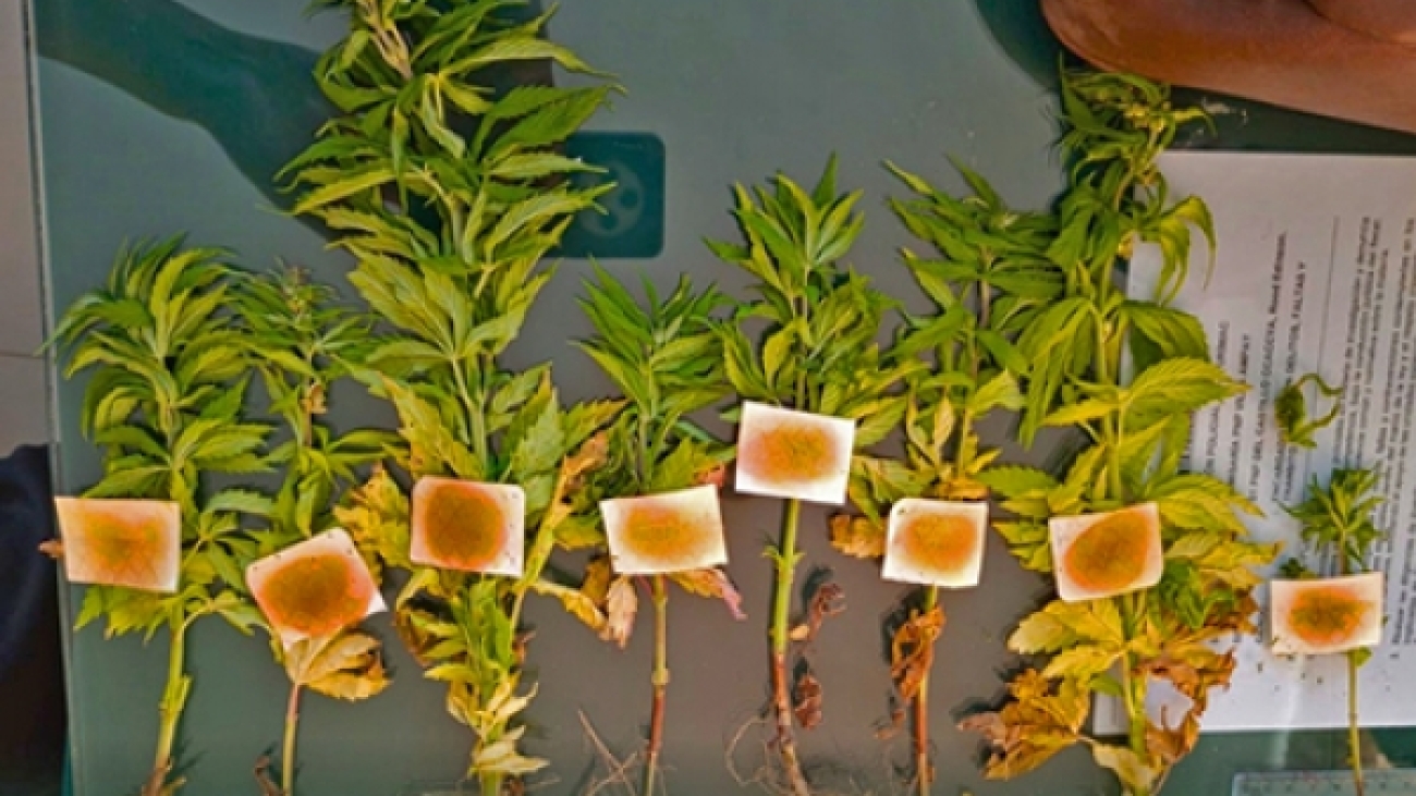 58bbce614cf7f9c7734c244778e4d019_L