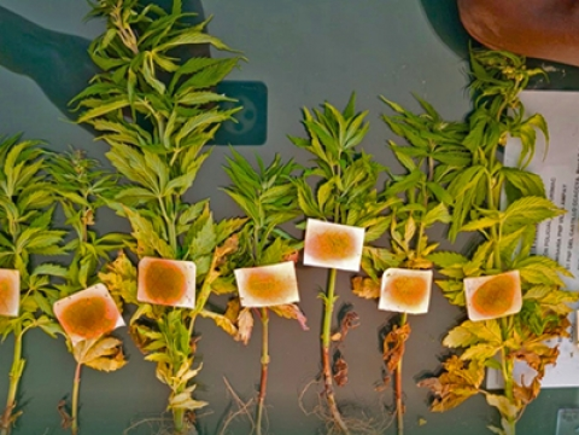 58bbce614cf7f9c7734c244778e4d019_L