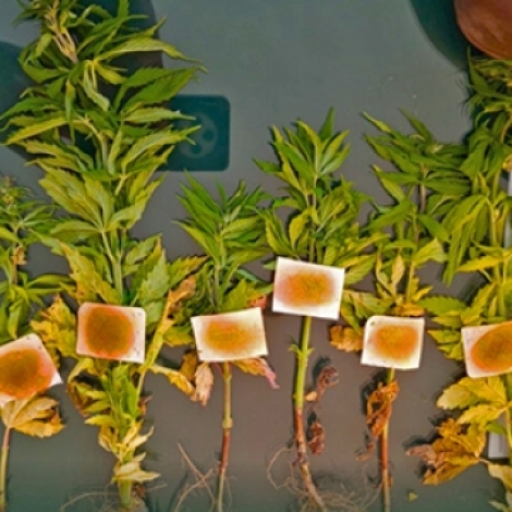 58bbce614cf7f9c7734c244778e4d019_L