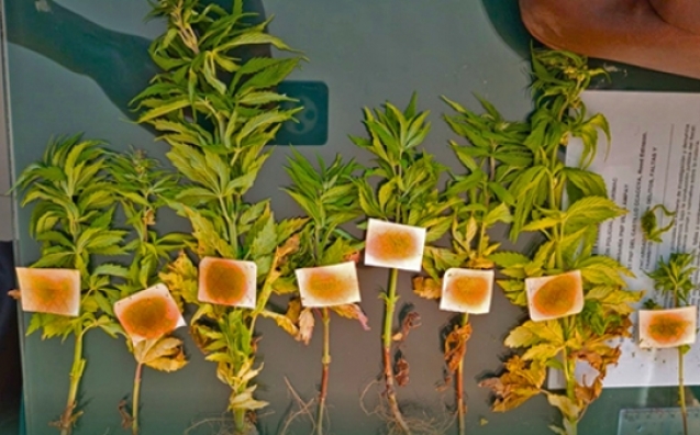 58bbce614cf7f9c7734c244778e4d019_L